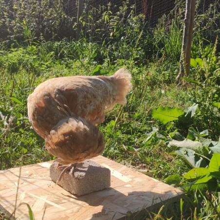 Magalli Bloc A Picorer - vacances Alimentation Poules