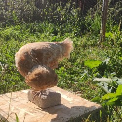 Magalli Bloc A Picorer - vacances Alimentation Poules