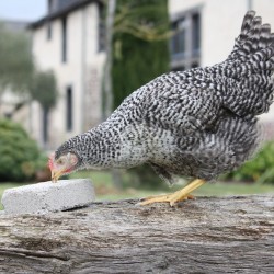 Magalli Bloc A Picorer - Alimentation Poules