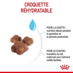 Royal Canin Chat - Croquettes Mother & Babycat