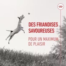 Royal Canin Chien Training Friandises
