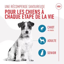 Royal Canin Chien Training Friandises