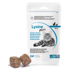 Lysine Plus Chat - TVM