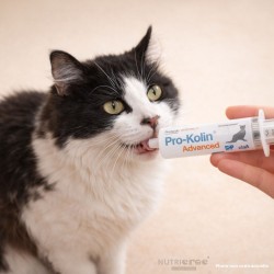 Pro-Kolin Advanced Chat – Pâte digestive flore intestinale