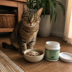 Chat adulte assis pres de sa gamelle, boite Felizyme Ornis 180g posee au sol, interieur maison chaleureux, lumiere naturelle