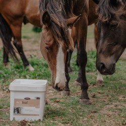 Complément lacté - Actifoal - Horse Master