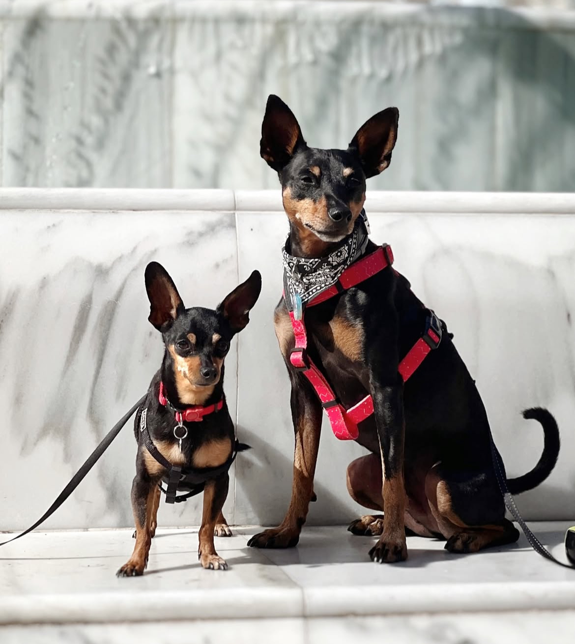 Pinscher