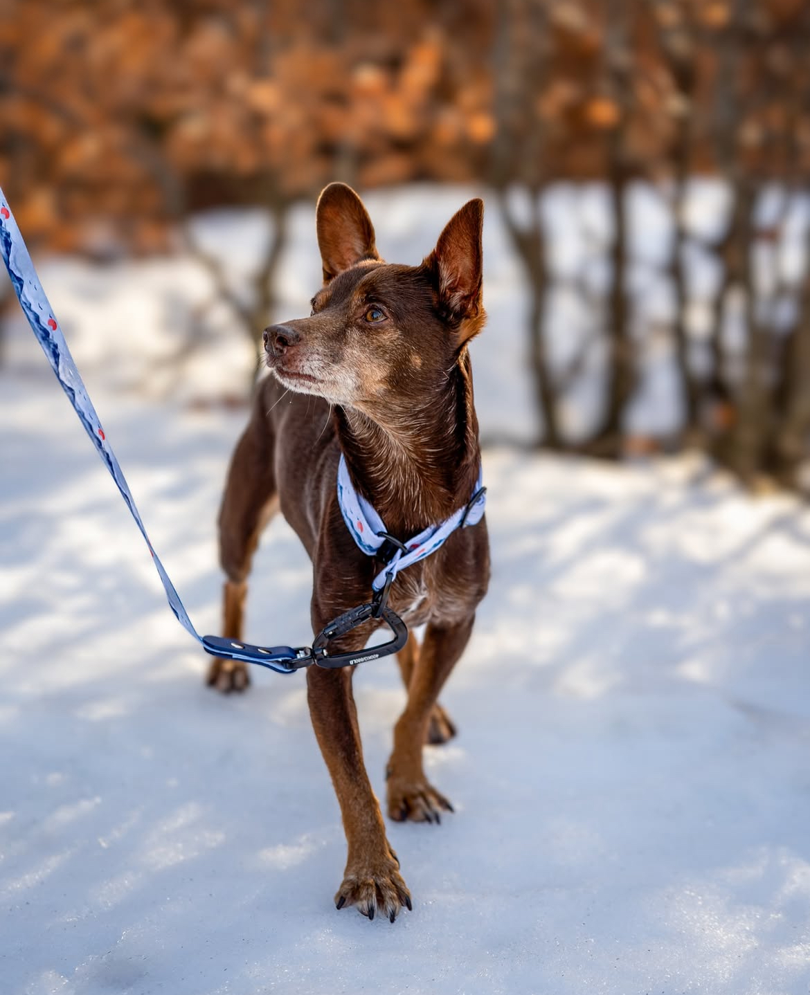 Murphy, Pinscher Nain en balade photo de son maître @_tristanmurph_