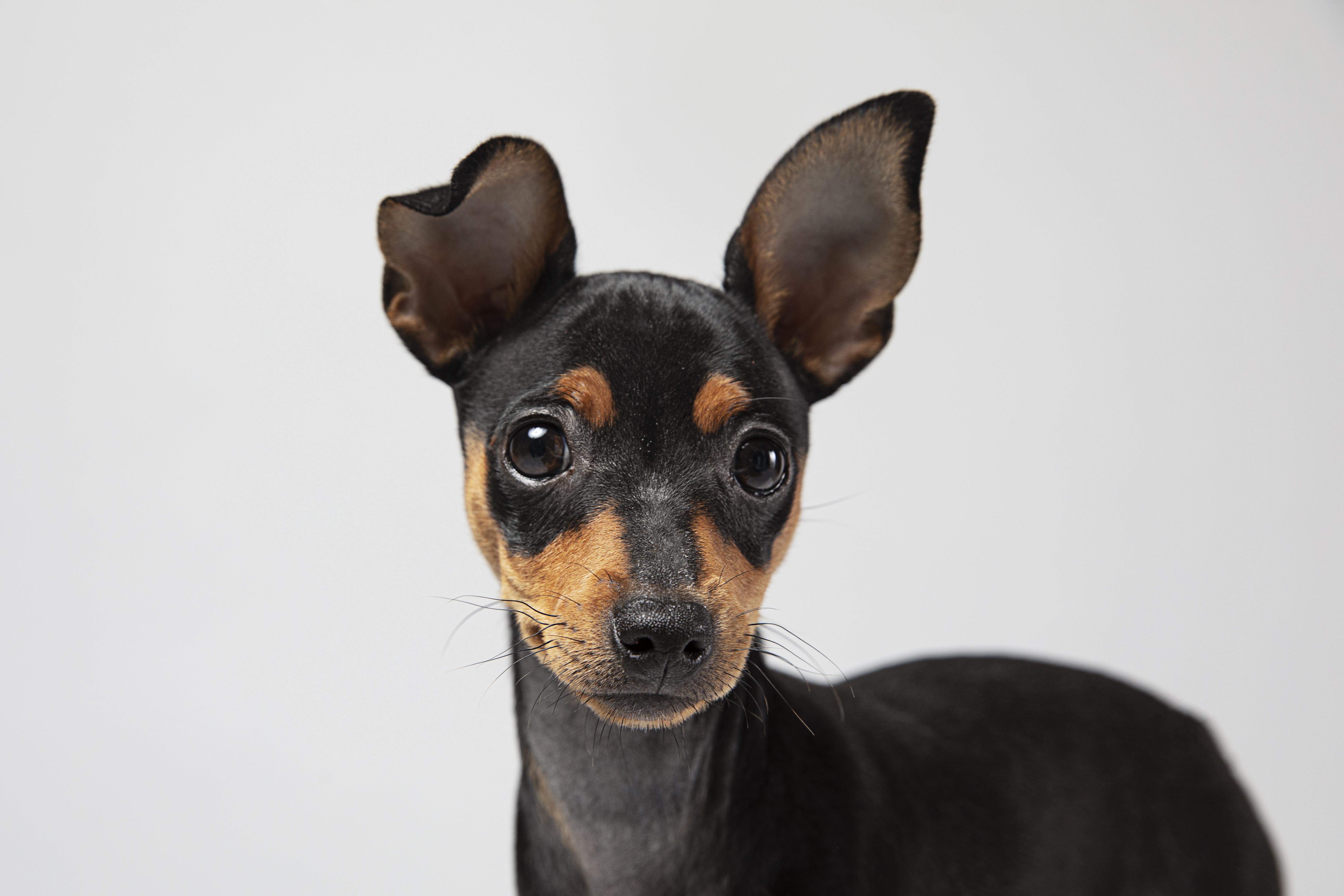 Portrait expressif du Pinscher