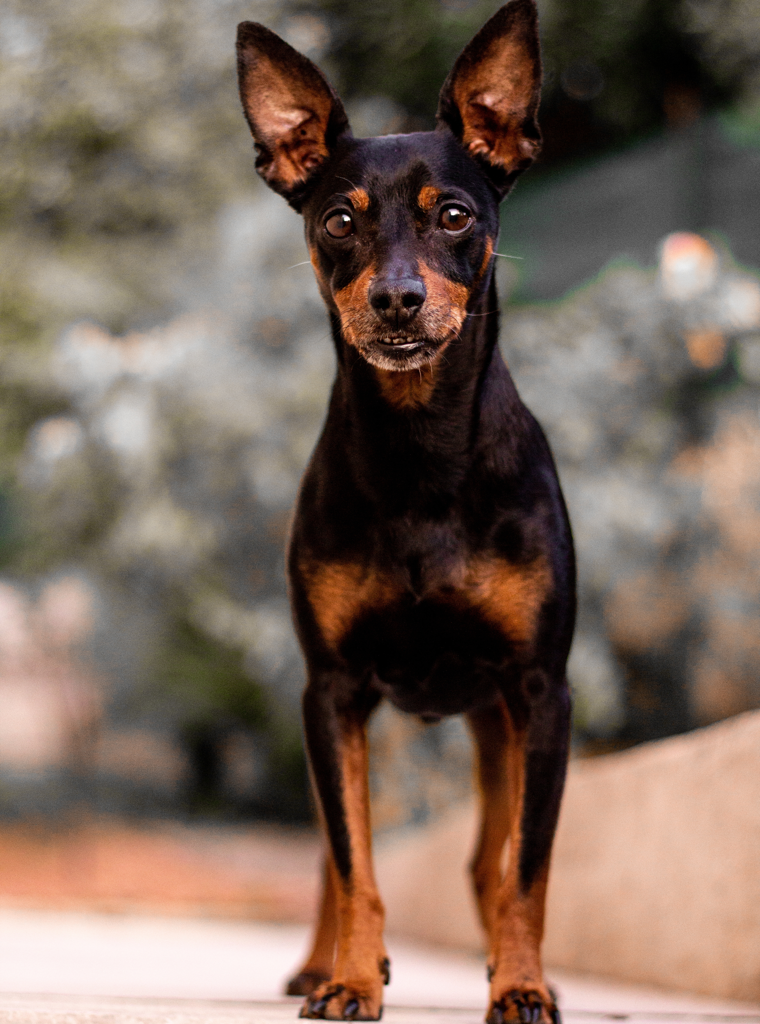 Portrait du Pinscher Nain