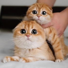 Double dose de bonheur aujourd'hui ! 😻😻

Nos deux petits compagnons scottish Fold ont décidé de poser pour la caméra. 

Regardez-moi ces grands yeux et ces petites frimousses adorables ! 

Qui d'autre craque pour cette race de chats ? 
Partagez vos plus belles photos de vos boules de poils préférées en commentaire ! 🐱💕

#scottishfold #catoftheday #catlover #chaton #catsfacebook #cats #chatonmignon