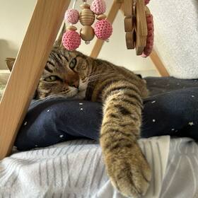 Que dire … parler de sa position ? Ou bien du fait qu’il se fasse passer pour un bébé 😹?
