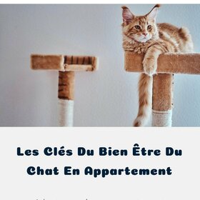BLOG • les clés du bien être du chat en appartement

A lire sur notre blog. Lien en bio.
