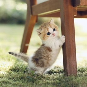 🐱🌿 Petit explorateur en action ! 😍 Ce petit cœur a décidé de découvrir le monde à sa manière, et on ne peut que fondre devant tant de mignonnerie ! 💕 

Qui d'autre a envie de lui faire un câlin ? 🙋‍♀️🙋‍♂️ 

 #chaton #chatonmignon #cats #catlover #catoftheday #catsfacebook