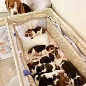 🐾💕 Petite pause douceur dans notre quotidien ! 💤🐶

Ces petits anges à quatre pattes se reposent bien sagement sous la surveillance attentive de leur maman. 😍 On craque totalement pour cette scène trop mignonne.

Quelle est la chose la plus mignonne que vos animaux de compagnie aient faite récemment ? Partagez vos anecdotes en commentaire !

#Chiots #momdog #doglovers #PuppyLove #FamilleChiens #cute