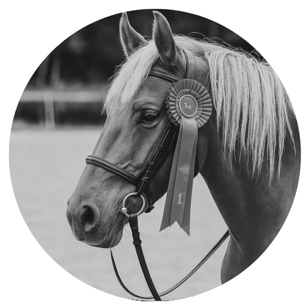 Jazz, cheval de concours